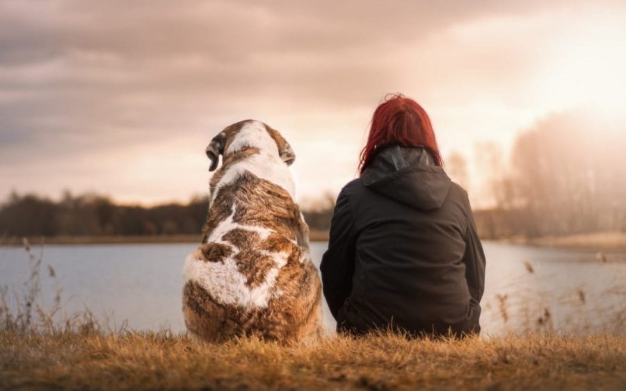 Pets Effect on Our Mental Health