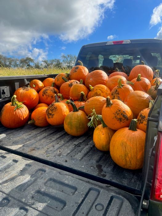 Pumpkin+Harvest